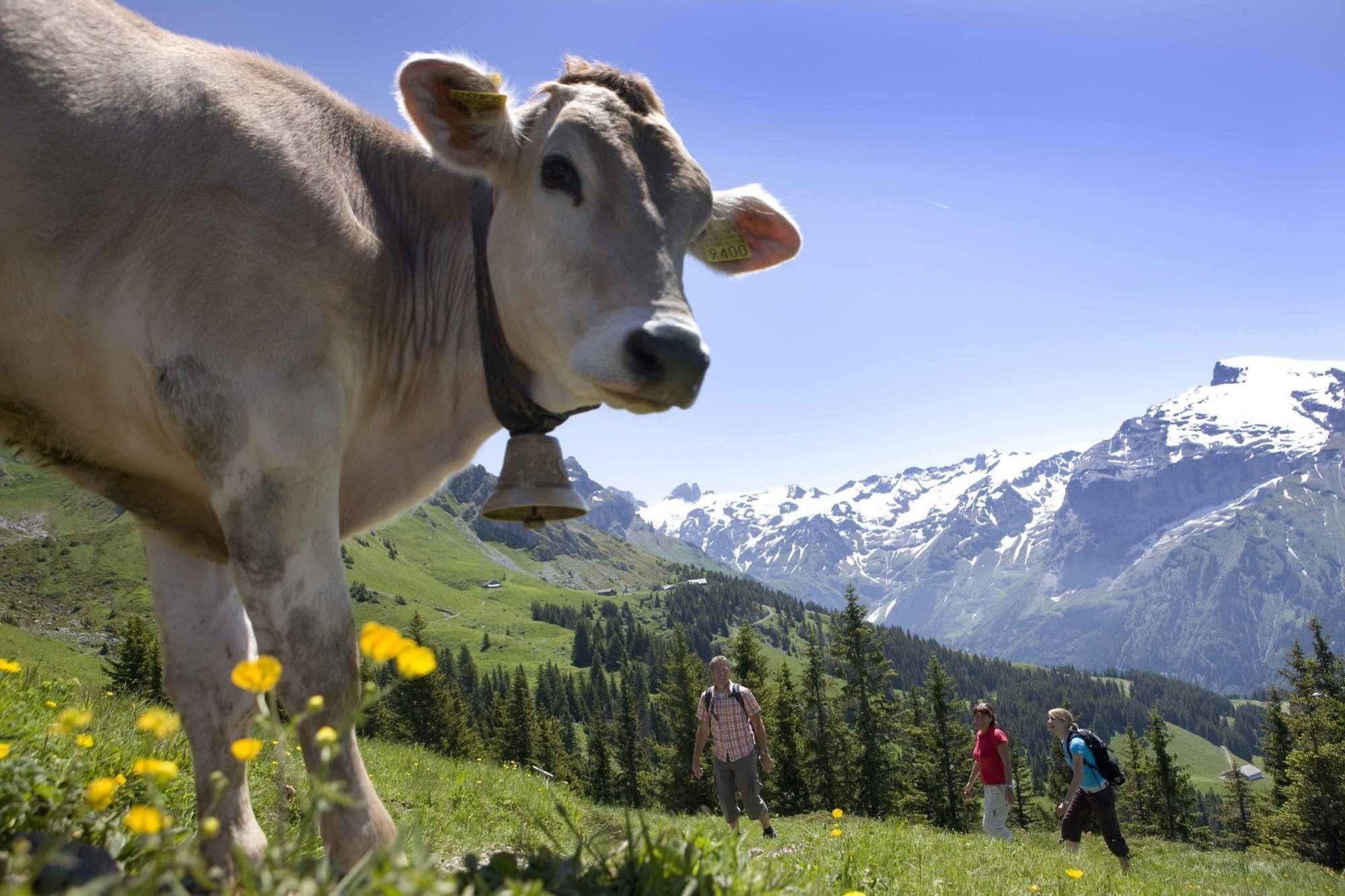 Berglodge Restaurant Ristis Engelberg Zewnętrze zdjęcie